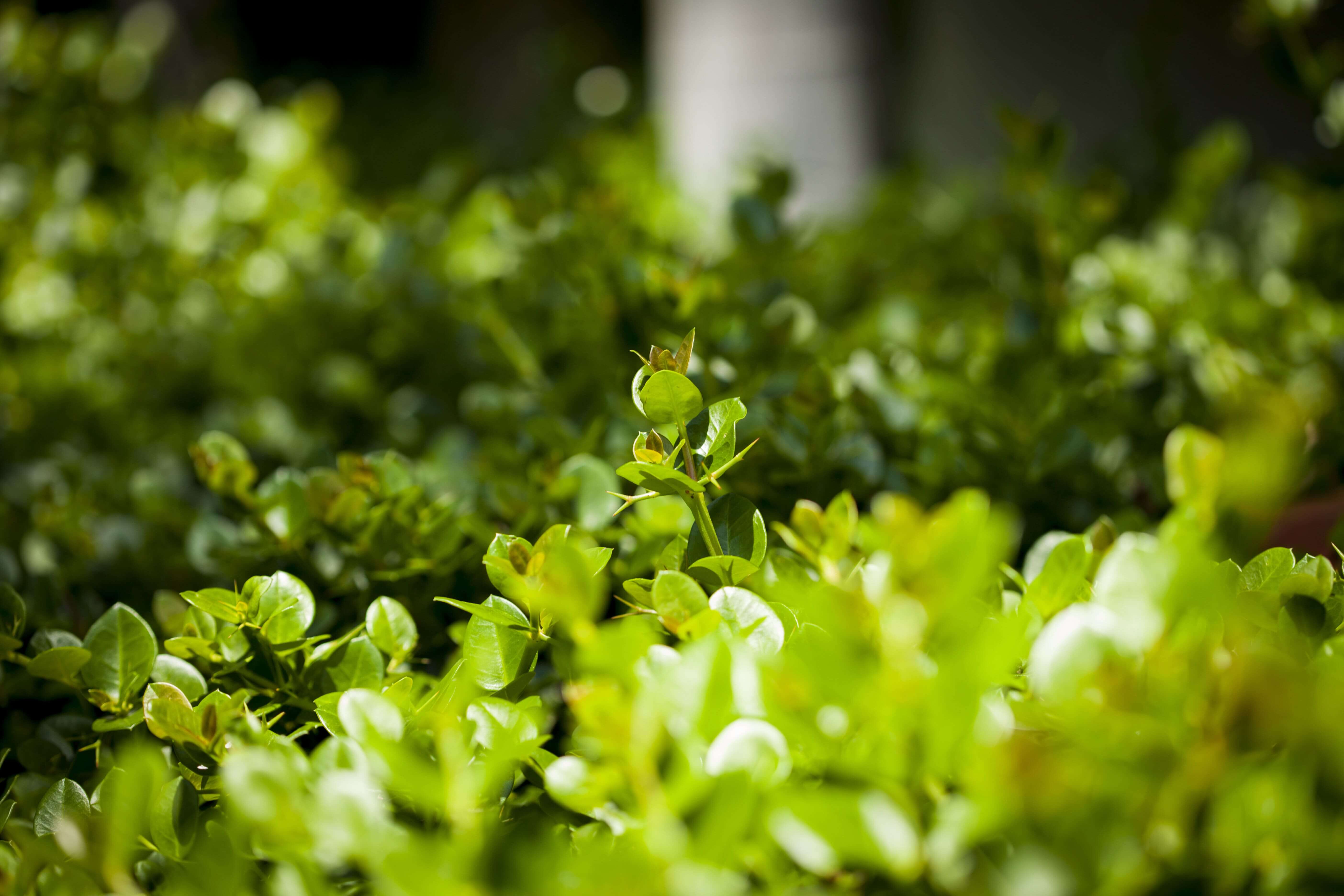 Choosing the Right Type of Sprinkler for Your Lawn